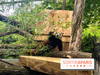Ménagerie du Jardin des Plantes 2024 - panda