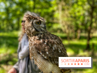 Fauconnier d'un jour - IMG 1419