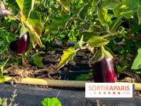 Les Saveurs du Potager du Roi à Versailles : marché de fruits & légumes, expositions et animations