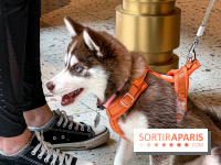 Le Doggy Brunch : le brunch gourmand entre chiens et maîtres à l'hôtel Kimpton Saint Honoré Paris - image00047