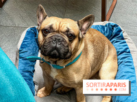 Le Doggy Brunch : le brunch gourmand entre chiens et maîtres à l'hôtel Kimpton Saint Honoré Paris - image00050