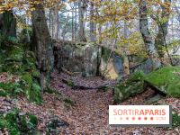 Randonnée à Fontainebleau : le sentier sur les pas de Denecourt jusqu’à la Tour Denecourt -  A7C7562