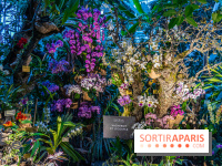 Mille et une orchidées 2025 - les photos