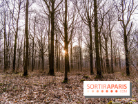 Balade sentier : Conte de Mélida, l'esprit de la forêt en forêt de Méridon (78)