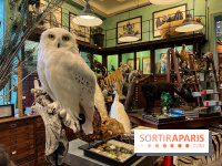 Deyrolle, l'incroyable cabinet de curiosités à Paris - nos photos - image00012