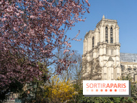 Le Square Viviani devant Notre-Dame de Paris