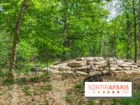 La Forêt des Loups