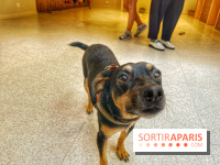 The Dogry - IMG 3578