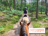Balade en chevaux Henson en forêt de Fontainebleau