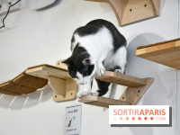 Koneko Work : le café coworking pour travailler en compagnie des chats