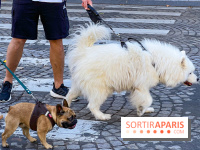 La Marche des animaux à Paris : défilé gratuit, ouvert aux chiens, chats ... sur les Champs-Élysées