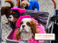 La Marche des animaux à Paris : défilé gratuit, ouvert aux chiens, chats ... sur les Champs-Élysées