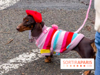 Paris Sausage Walk, la Marche des Teckels 2025