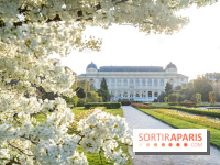 Les floraisons exceptionnelles du Jardin des Plantes 2026 : tulipes, coquelicots et cerisiers - photos