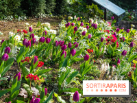Le Parc de Bagatelle au printemps, cerisier, tulipes et jonquilles - photos - A7C00660