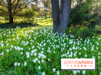Le Parc de Bagatelle au printemps, cerisier, tulipes et jonquilles - photos