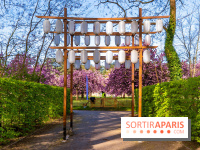 Hanami au Parc de Sceaux 2026, les cerisiers en fleurs et ses  animations