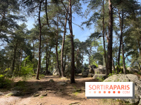 Escalade en Forêt de Fontainebleau - nos photos