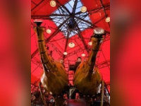 le manège carré sénard