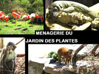 la ménagerie du jardin des plantes, zoo à paris