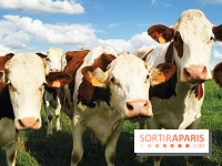 Les labyrinthes de la Ferme de Gally