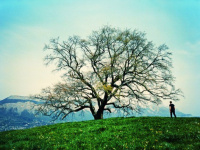 Nous les arbres, l'exposition à la Fondation Cartier