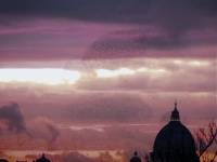 exposition Laurent Grasso Jeu de Paume, exposition Laurent Grasso Paris, exposition vidéo Jeu de Paume Paris, exposition Laurent Grasso vidéo Paris, exposition court métrage Paris, vidéo Grasso Paris, exposition Jeu de Paume Mai 2012 | Laurent Grasso, Les Oiseaux, 2008 Courtesy Galerie chez Valentin, Paris & Sean Kelly Gallery, New York © Laurent Grasso / ADAGP, Paris, 2012