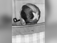 Cheveux Cheris Musée Quai Branly | Tonsure de Marcel Duchamp, 1919  photo Man Ray  collection particulière