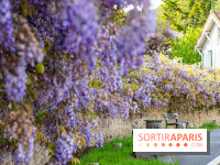 Ou voir les plus belles glycines de Paris, les spots incontournables et cachés - Chevreuse