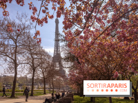 Les cerisiers du Trocadéro fleurissent avec de l'avance
