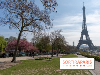 Les cerisiers du Trocadéro fleurissent avec de l'avance en ce printemps 2026
