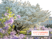 Le cerisier du Japon 'Shirotae' du Jardin des Plantes : l'arbre remarquable au blanc éclatant en fleurs