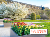 Cerisier du Japon Shirotae du Jardin des Plantes : l'arbre remarquable au blanc éclatant en fleurs