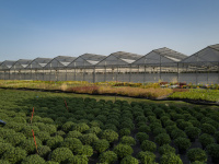 Val d'Oise : des milliers de plantes aux Portes ouvertes du centre Horticole du Grand Paris