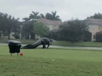 Un alligator géant aperçu dans un golf en Floride !