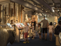La galerie des enfants au muséum national d'histoire naturelle