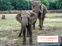 Au Zoo de Thoiry, des Lodges immersifs en Terre d'Afrique, avec vue sur les éléphants, se préparent