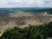 Greenpeace contre la déforestation Place du Plais Royal à Paris