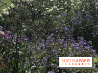 Distribution gratuite de 50.000 sachets de graines à Paris !