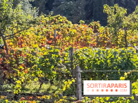 La Fête de la vigne à Suresnes 