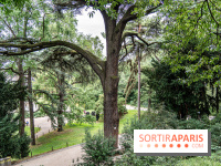 Le Jardin des Plantes cache le plus ancien cèdre du Liban de Paris, histoire insolite