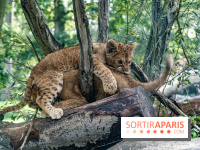 Zoo Safari de Thoiry : les nouveautés