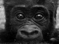 Soirée YOUNGZ au Rouge Pigalle's le vendredi 21 février 2014 : gagnez vos invitations !