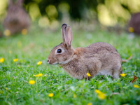 Paris : les lapins de garenne bientôt chassés des Invalides ?