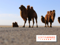 Année mondiale des Camélidés : une parade de dromadaires, chameaux et lamas à Paris