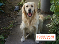 Les parcs, squares et jardins où promener son chien à Paris, avec ou sans laisse 