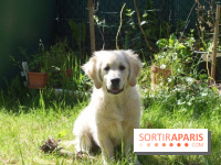 Les parcs, squares et jardins où promener son chien à Paris, avec ou sans laisse 