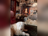 Coronavirus : Neil Young annonce des concerts en live streaming à voir en confinement