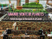 Confinement : grande vente de plantes aromatiques et potagères en ligne
