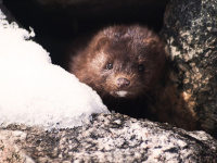 Coronavirus : au Danemark, des millions d'animaux vont être tués suite à une mutation du virus